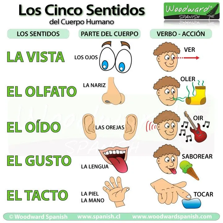 Los cinco sentidos - ciencias naturales