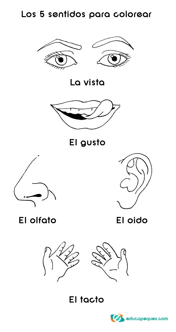 Los 5 Sentidos Del Cuerpo Humano Para Niños 】 | Educapeques Los 5 Sentidos Del Cuerpo Humano Para Niños 】 | Educapeques