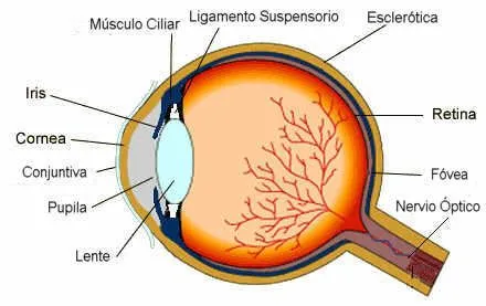 Los cinco sentidos del cuerpo humano - visión, audición, gusto ...