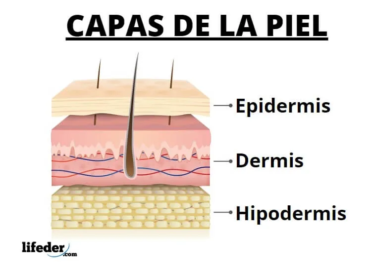Los 5 sentidos y sus funciones