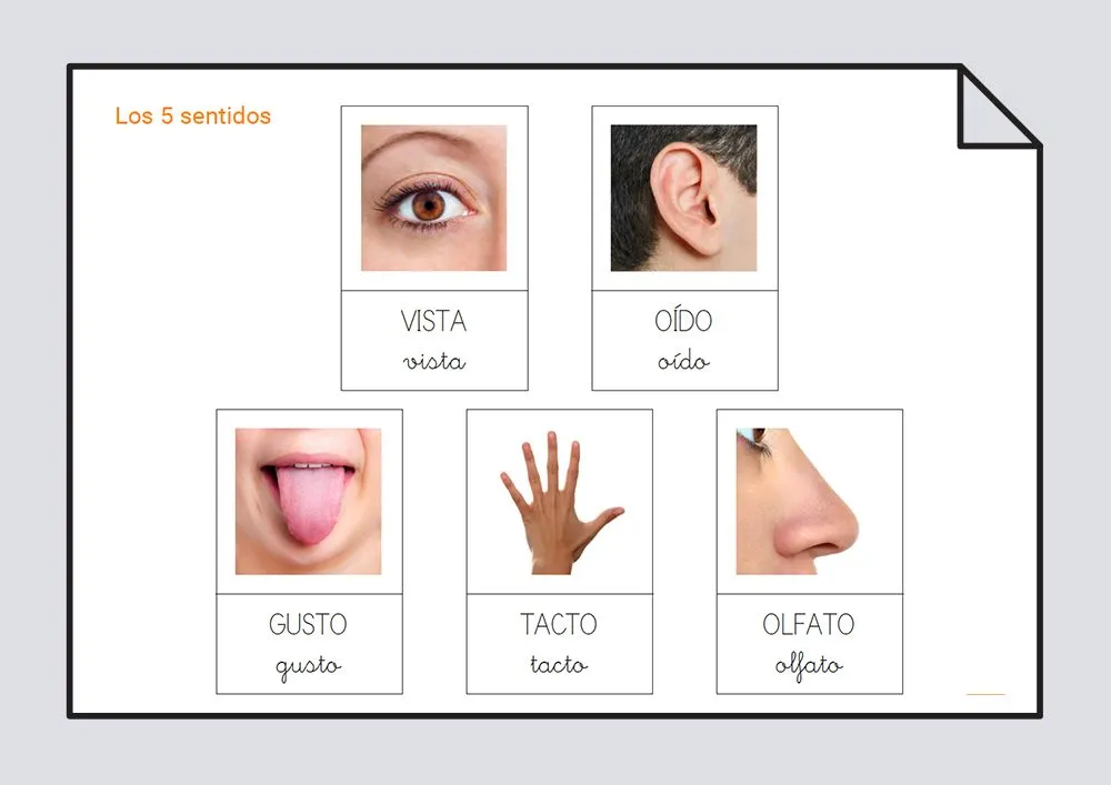 Los 5 sentidos: Habilidades básicas #Soyvisual Los 5 sentidos: Habilidades básicas #Soyvisual