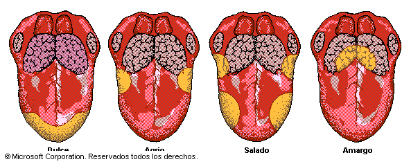 Los Sentidos - Monografias.com