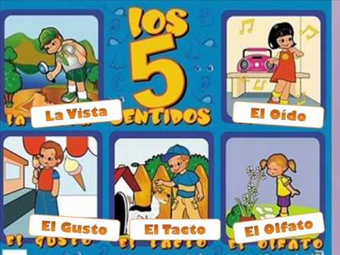 Los 5 sentidos en los niños - Imagui