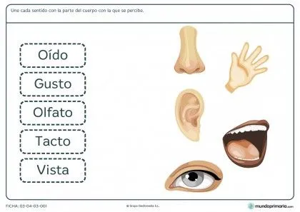 Ficha de los sentidos para niños de 6 a 7 años | Fichas de ...