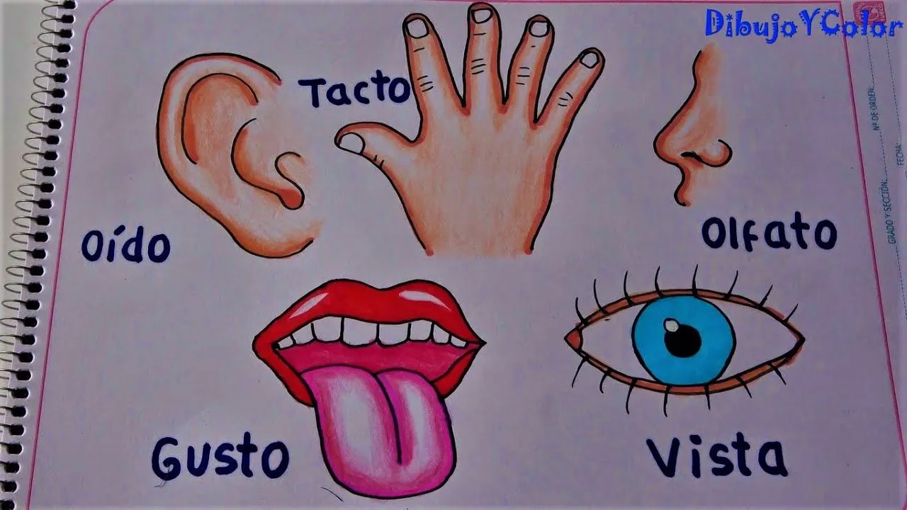 Los 5 sentidos y sus órganos/ the 5 senses and their organs/ Dibujo y color - YouTube Los 5 sentidos y sus órganos/ the 5 senses and their organs/ Dibujo y color - YouTube