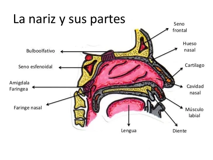 los-5-sentidos-partes-y- ...