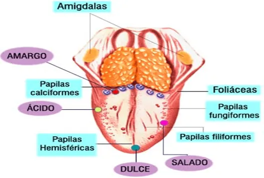 Dibujos de los 5 sentidos y sus partes - Imagui