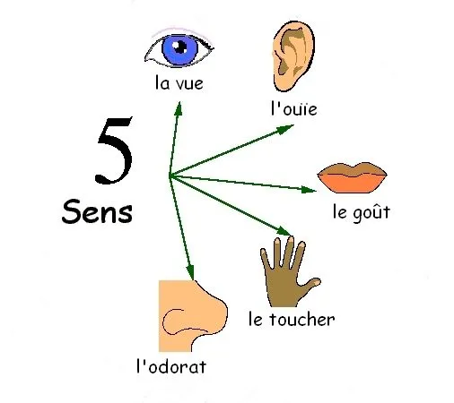 Los Cinco Sentidos: Los sentidos en inglés y en francés. Los Cinco Sentidos: Los sentidos en inglés y en francés.