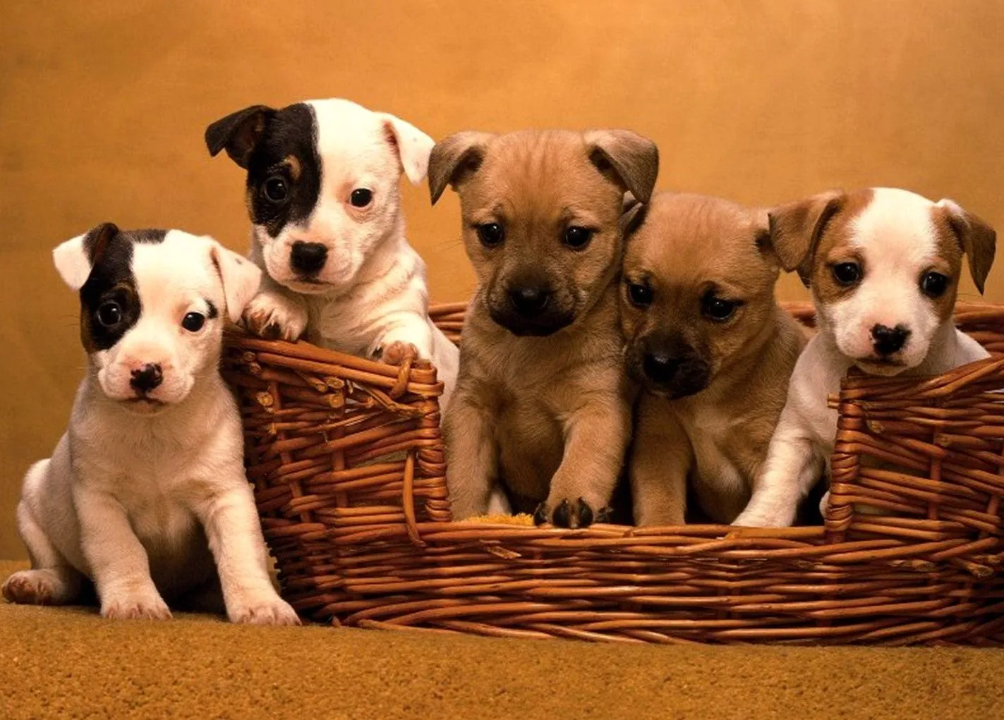 Por que sentimos tanta ternura por los perritos? | La cocina de Bender