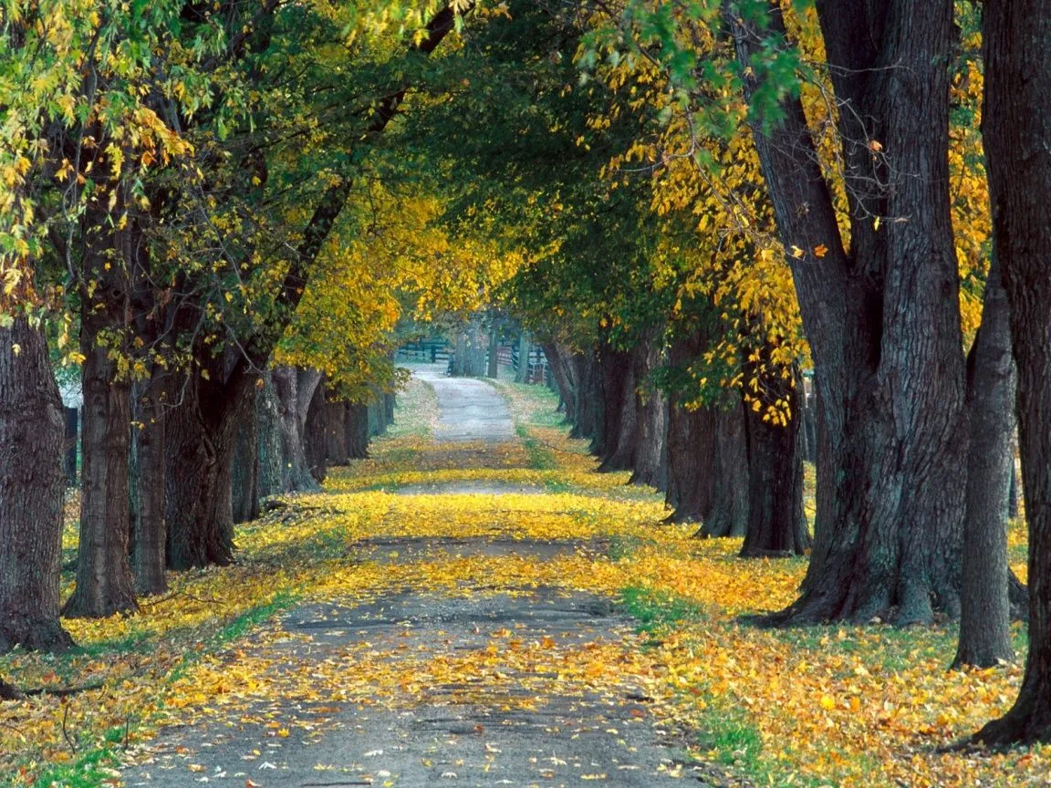 Imagenes de paisajes con arboles - Imagui