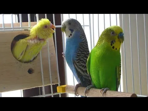 Hay que separar al periquito de la periquita cuando esta ponga ...