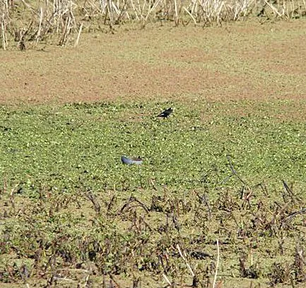 September | 2007 | AVES DE TU ZONA Tigre, Nordelta, Argentina