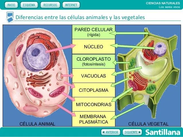 seres-vivos-10-638.jpg?cb= ...