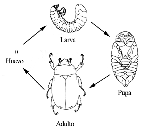 SERES VIVOS Y AMBIENTE