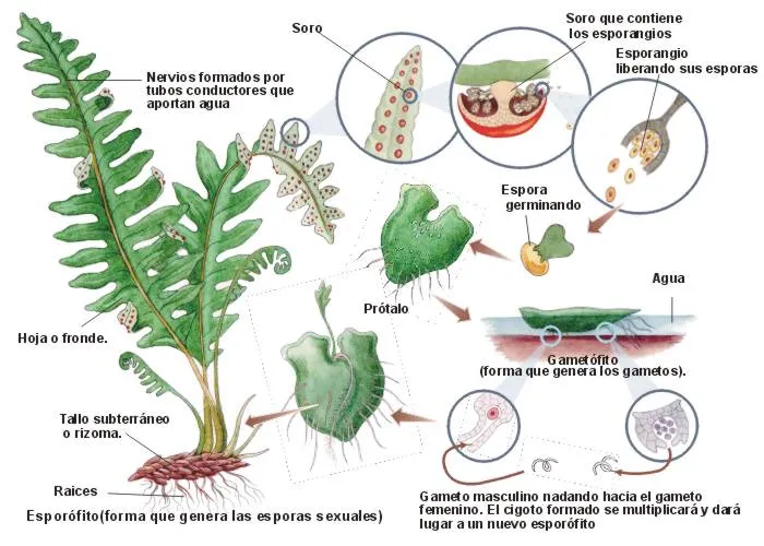 SERES VIVOS Y AMBIENTE