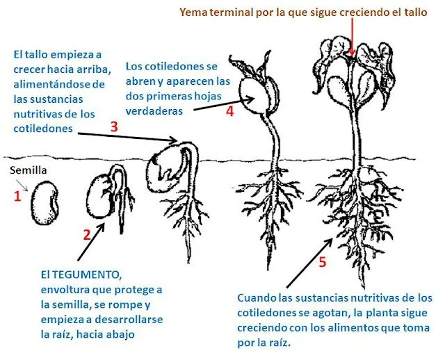 SERES VIVOS Y AMBIENTE