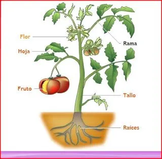 Partes de una planta para completar - Imagui Partes de una planta para completar - Imagui