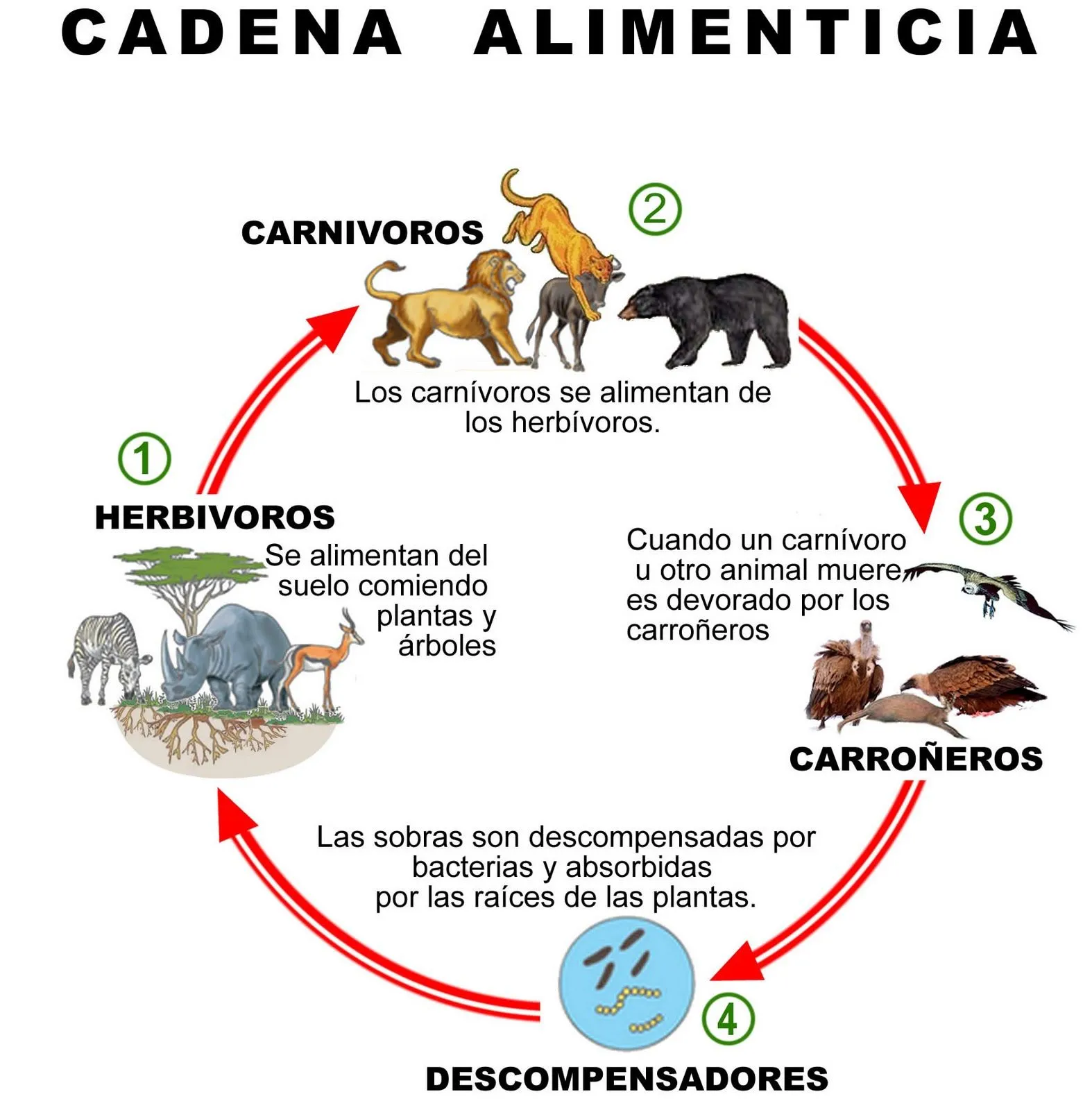 Somos Seres Vivos: LA IMPORTANCIA DE LOS ANIMALES PARA EL PLANETA