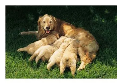 los seres vivos - la naturaleza los seres vivos - la naturaleza