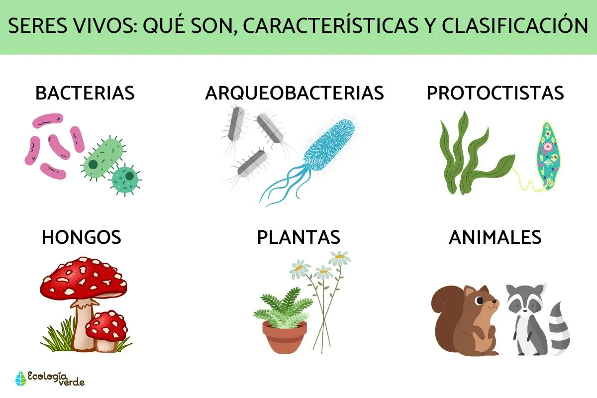Seres vivos: qué son, características y clasificación - Resumen Seres vivos: qué son, características y clasificación - Resumen