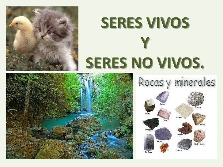 Seres vivos y no vivos