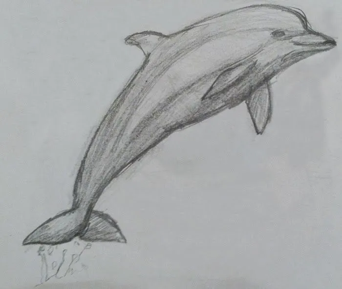 Dibujos a lapiz de delfin - Imagui