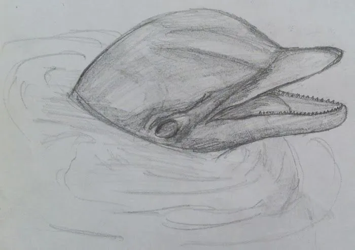 Dibujos a lapiz de delfin - Imagui