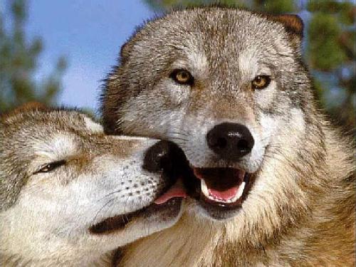 Seri-Chan y sus yaoistas y locas paranoias: Lobos como animales ... Seri-Chan y sus yaoistas y locas paranoias: Lobos como animales ...