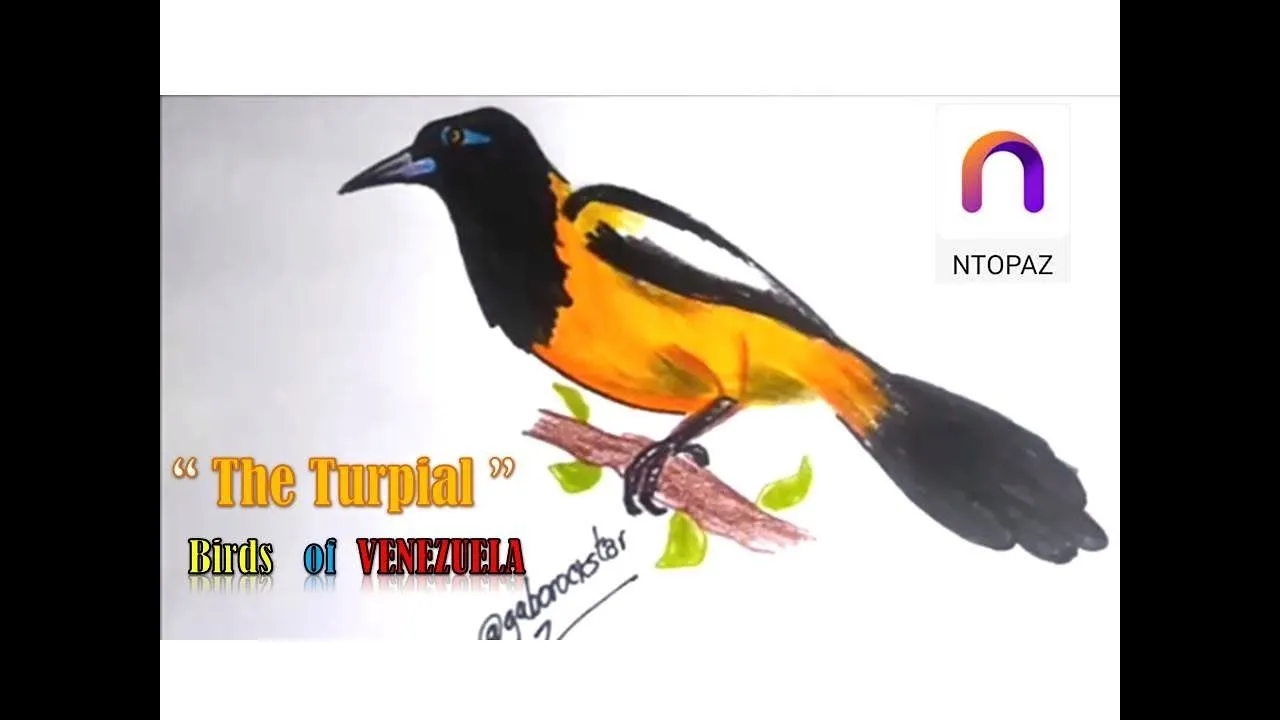 Serie aves de Venezuela - Dibujando un Turpial - YouTube Serie aves de Venezuela - Dibujando un Turpial - YouTube