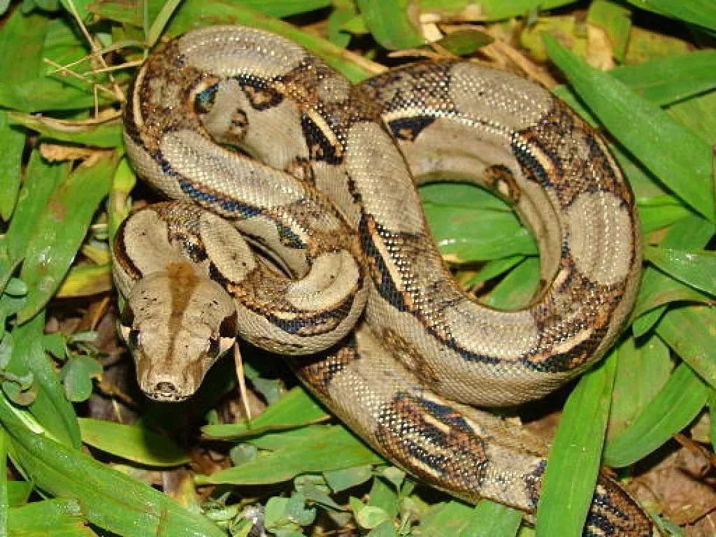 serpiente (3) | Cuidar de tu mascota es facilisimo. serpiente (3) | Cuidar de tu mascota es facilisimo.