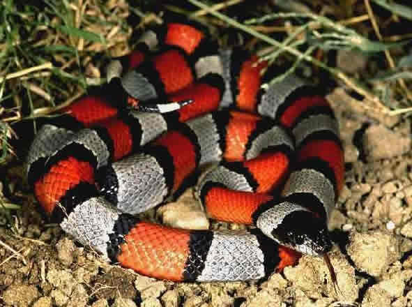 Serpiente coral - Metal Gear Wiki, la enciclopedia de Metal Gear Serpiente coral - Metal Gear Wiki, la enciclopedia de Metal Gear