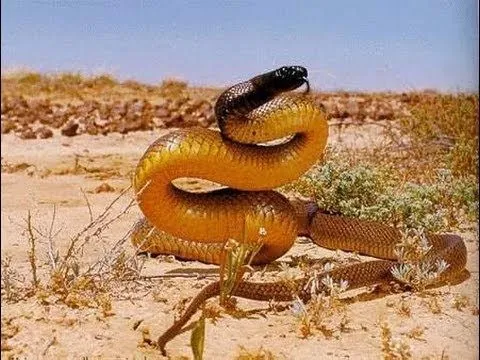 LA SERPIENTE MAS VENENOSA DEL MUNDO. La serpiente de Taipan ...