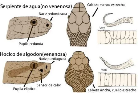 Cómo saber si una serpiente es venenosa o no » SERPIENTEPEDIA