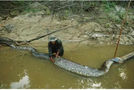 Las serpientes constrictoras (página 2) - Monografias. Las serpientes constrictoras (página 2) - Monografias.