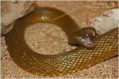 Las 5 serpientes mas venenosas del mundo | LaReserva Las 5 serpientes mas venenosas del mundo | LaReserva