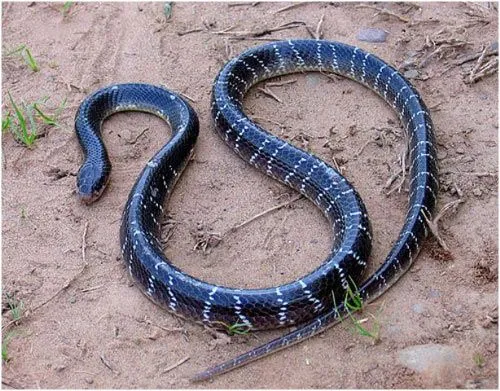 Las 5 serpientes mas venenosas del mundo | LaReserva Las 5 serpientes mas venenosas del mundo | LaReserva