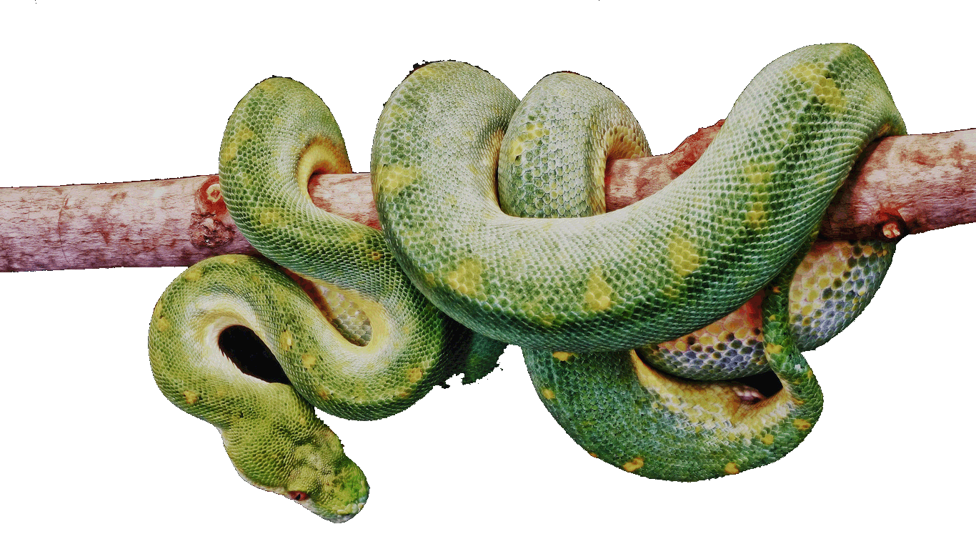 Serpientes Venenosas | La página más venenosa de la web Serpientes Venenosas | La página más venenosa de la web