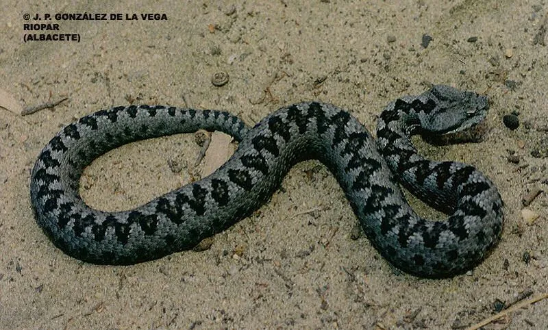 serpientes venenosas: Serpientes venenosas y ofidismo en España. serpientes venenosas: Serpientes venenosas y ofidismo en España.