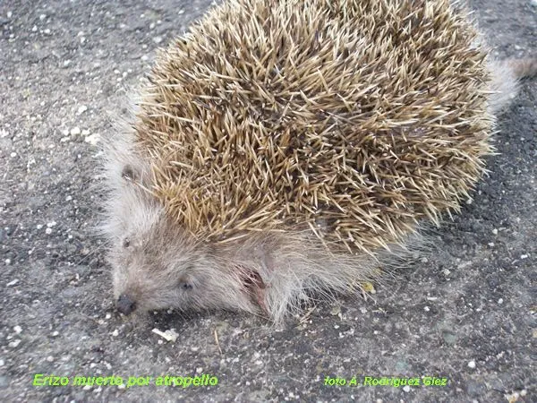 La Serranía Natural » animales insectívoros La Serranía Natural » animales insectívoros