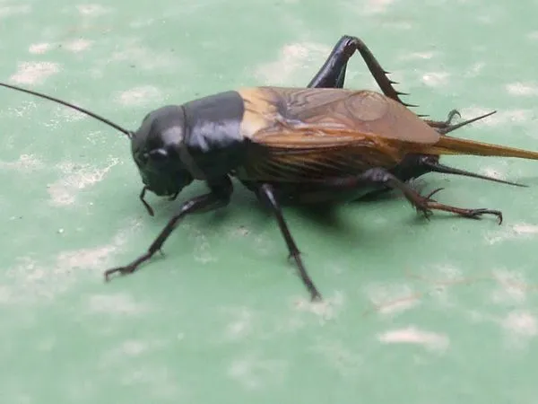 La Serranía Natural » Blog Archive » Grillo campestre o común La Serranía Natural » Blog Archive » Grillo campestre o común