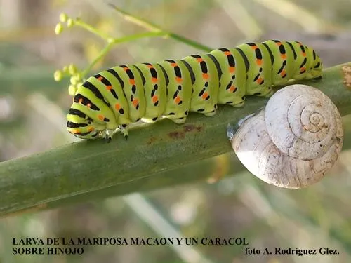 La Serranía Natural » larva de mariposa macaon La Serranía Natural » larva de mariposa macaon