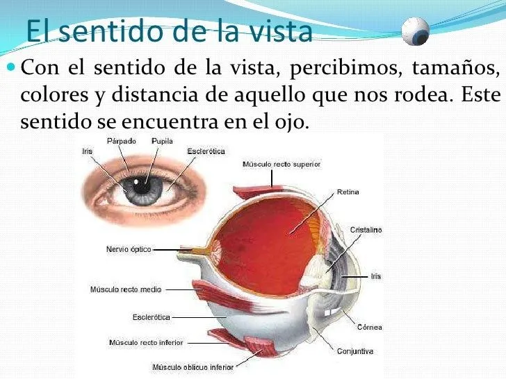 sesin-sentido-de-la-vista-3- ...
