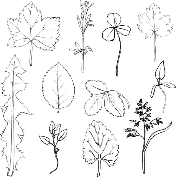 Set de lápiz de dibujo a hierbas y hojas — Vector stock ... Set de lápiz de dibujo a hierbas y hojas — Vector stock ...
