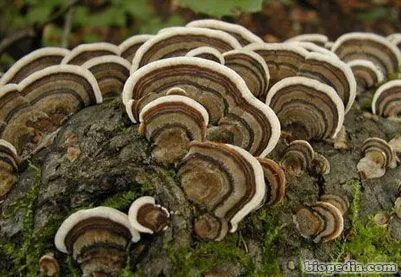 Setas | BIOPEDIA