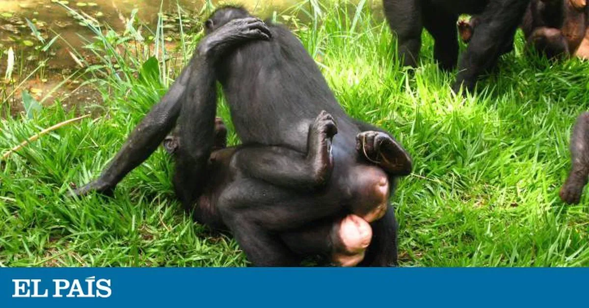El sexo entre bonobas las ayuda a mantener a raya a los machos | Ciencia | EL PAÍS El sexo entre bonobas las ayuda a mantener a raya a los machos | Ciencia | EL PAÍS