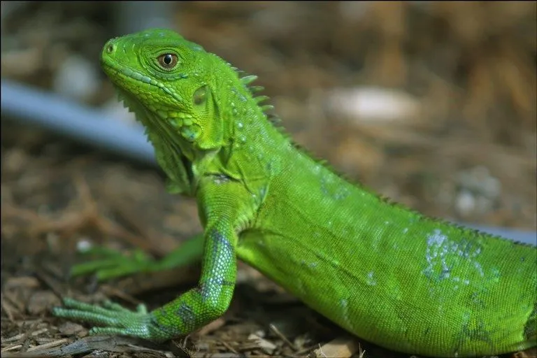 Como saber el sexo de las iguanas
