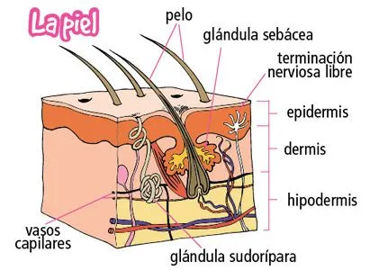 Sextoaliseños en la WEB: Los sentidos por Álvaro