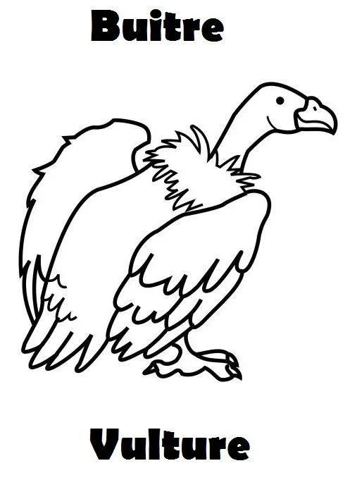 SGBlogosfera. María José Argüeso: COLOREAMOS ANIMALES EN INGLÉS