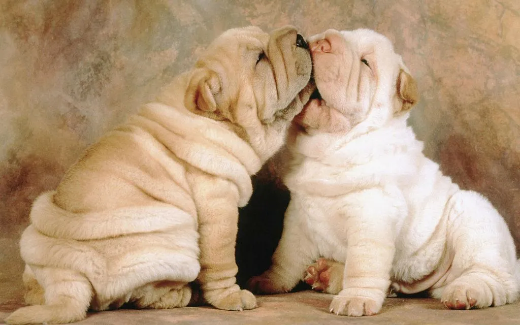 shar pei (2) | Cuidar de tu perro es facilisimo. shar pei (2) | Cuidar de tu perro es facilisimo.
