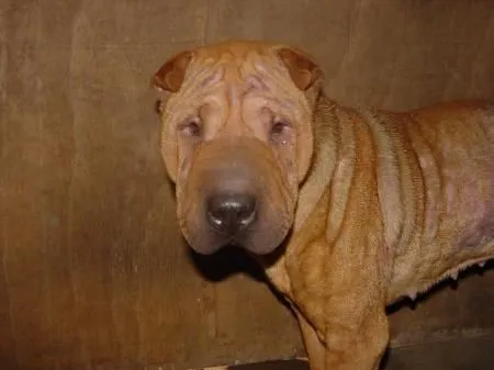 SHAR PEI EN ADOPCIÓN | Agrupación para la Defensa Ética de los ...